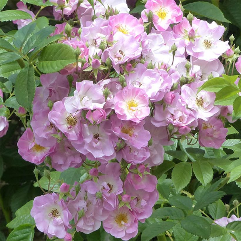 Rosa multiflora Blush Rambler - Rambler-Rose (Blüte)