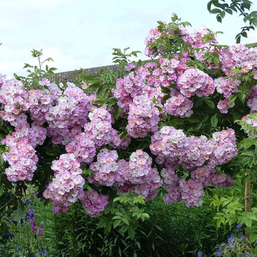 Rosa multiflora Blush Rambler - Rambler-Rose (Hafen)