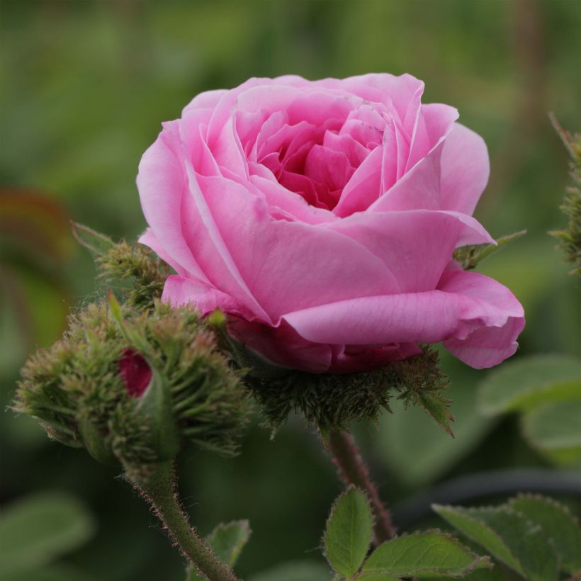 Rosa centifolia Cristata - Moos Rosen (Blüte)