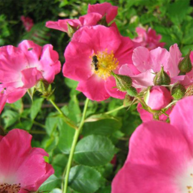 Rosa gallica Complicata - Essig-Rose (Blüte)