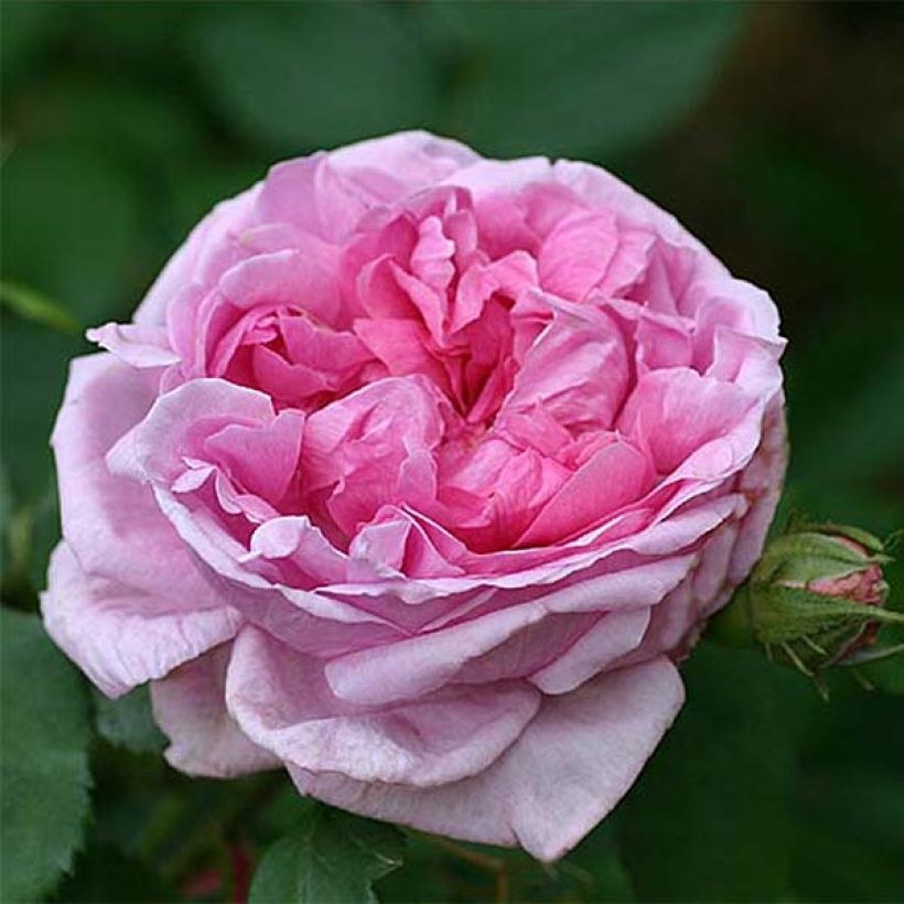 Rosa Portland Comte de Chambord - Historische Rose (Blüte)