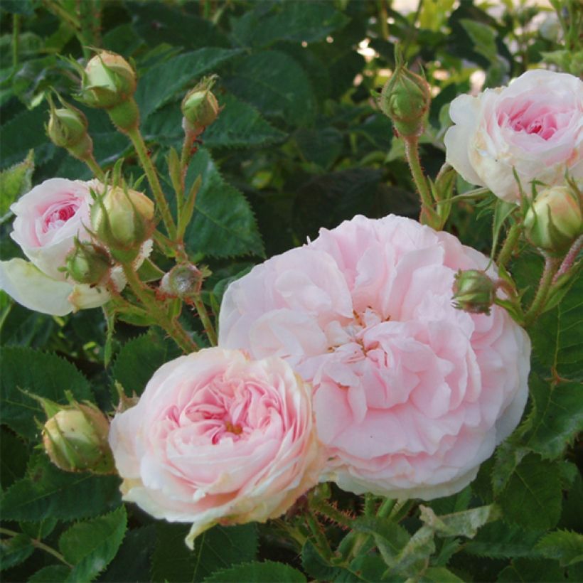 Rosa alba Cuisse de Nymphe - Historische Rose (Blüte)