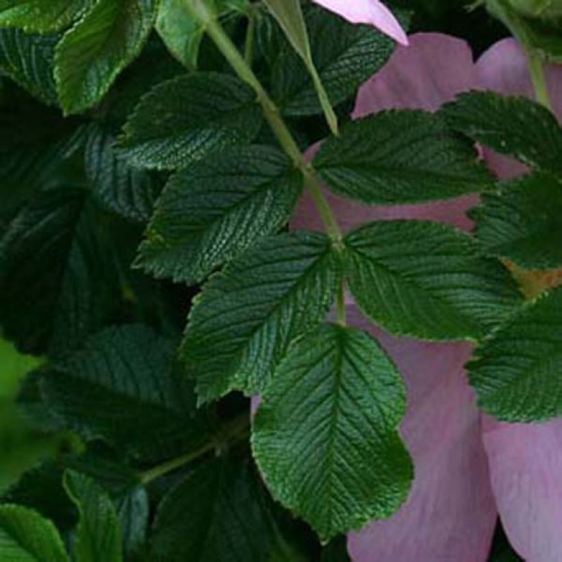 Rosa rugosa Frau Dagmar Hastrup - Apfelrose (Laub)