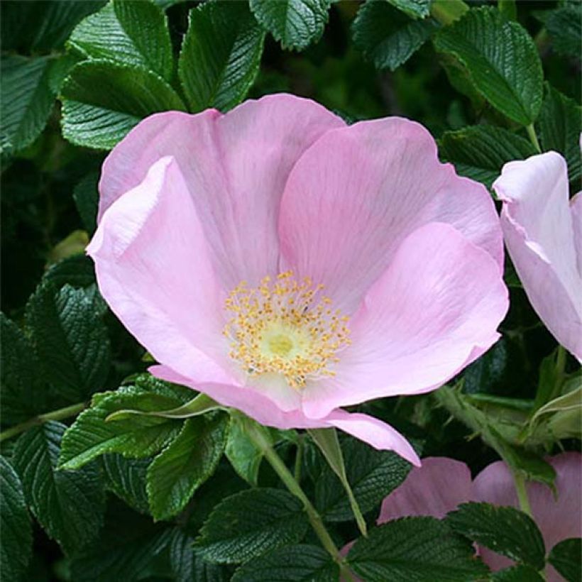 Rosa rugosa Frau Dagmar Hastrup - Apfelrose (Blüte)