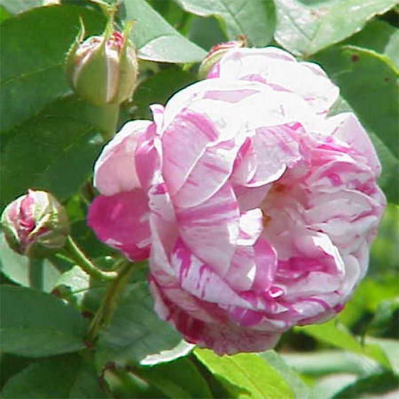 Rosa Honorine de Brabant - Alte Rose (Blüte)