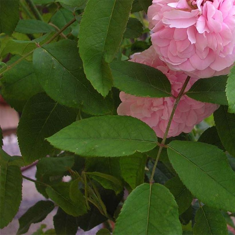 Rosa Portland Jacques Cartier - Historische Rose (Blüte)