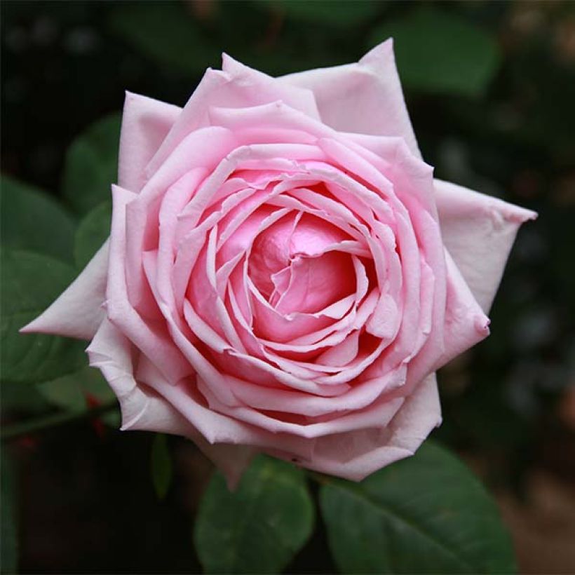 Rosa La France - Historische Rose (Blüte)