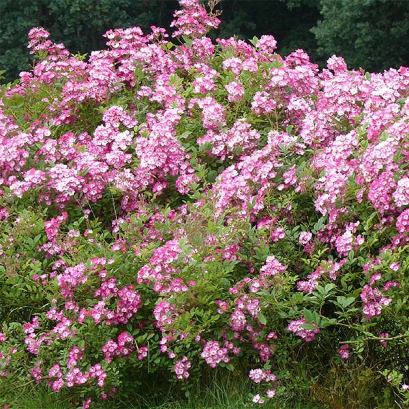 Rosa moschata Mozart - Moschus-Rose (Hafen)