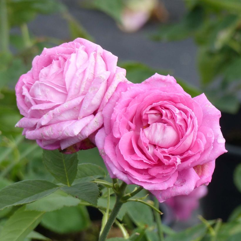 Rosa Mrs John Laing - Historische Rose (Blüte)