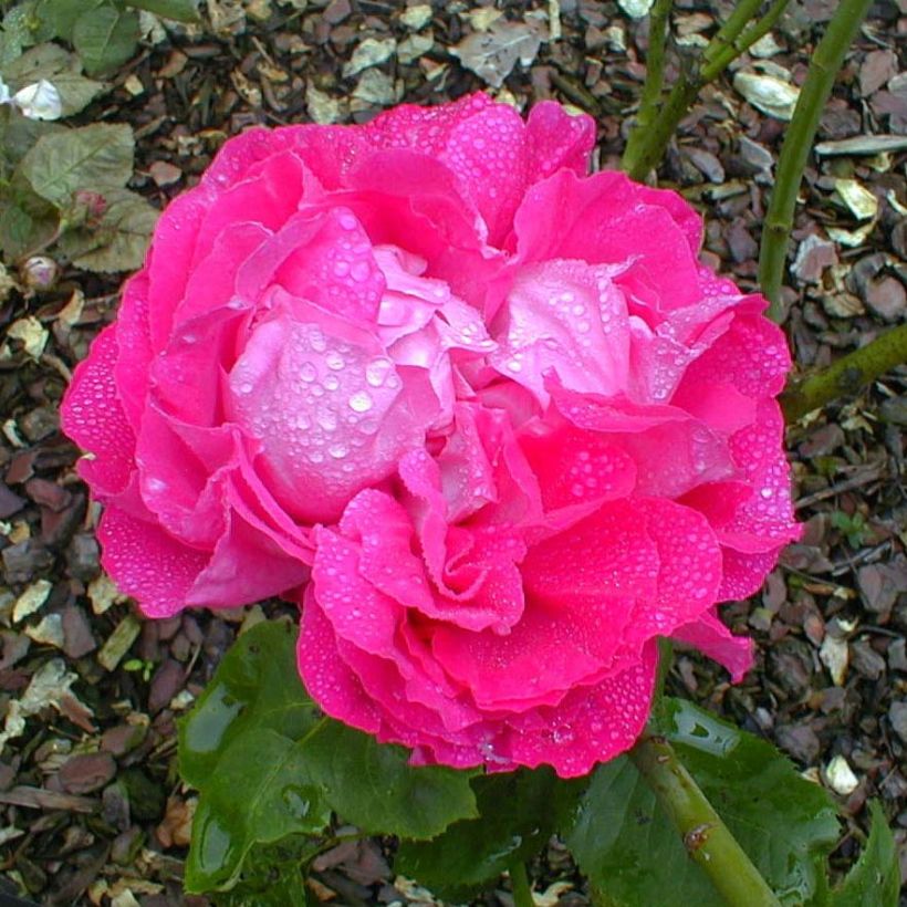 Rosa Paul Neyron - Historische Rose (Blüte)