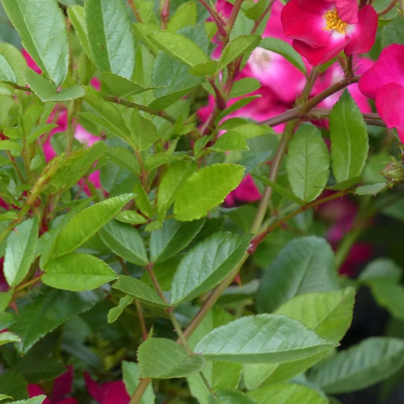 Rosa polyantha Red Ballerina - Historische Rose (Laub)