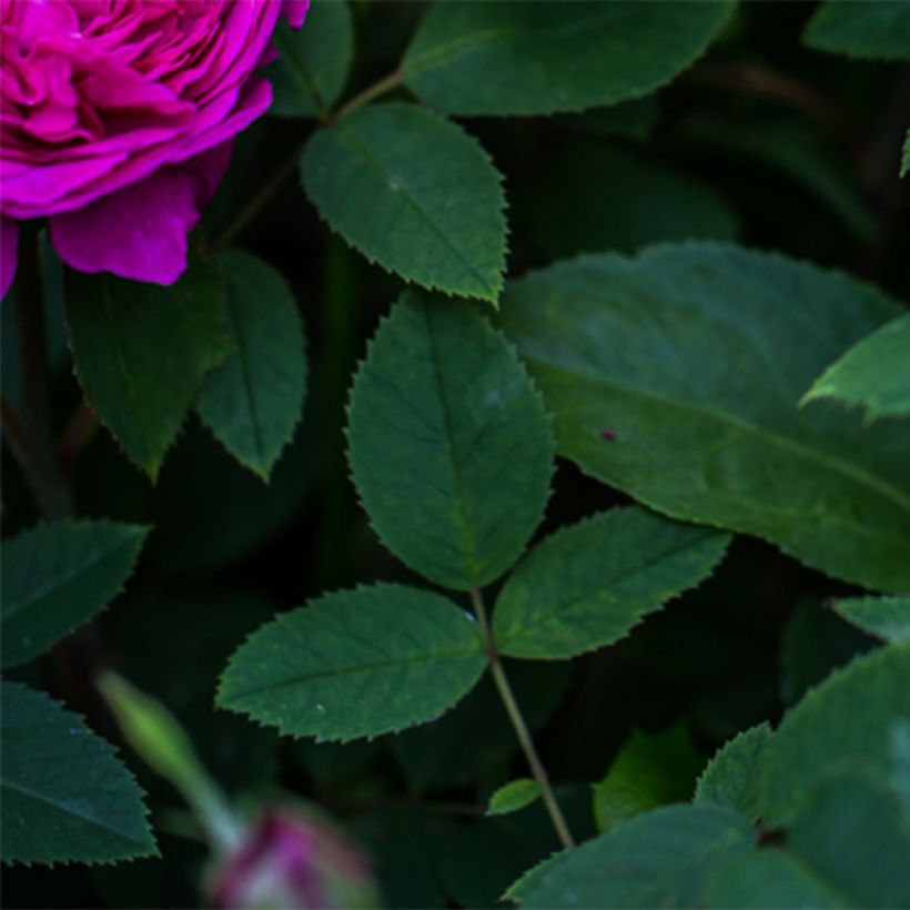 Rosa Reine des Violettes - Historische Rose (Laub)