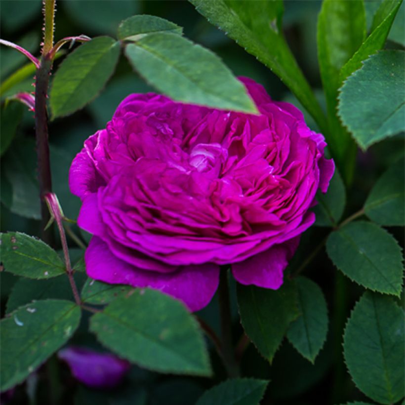 Rosa Reine des Violettes - Historische Rose (Blüte)