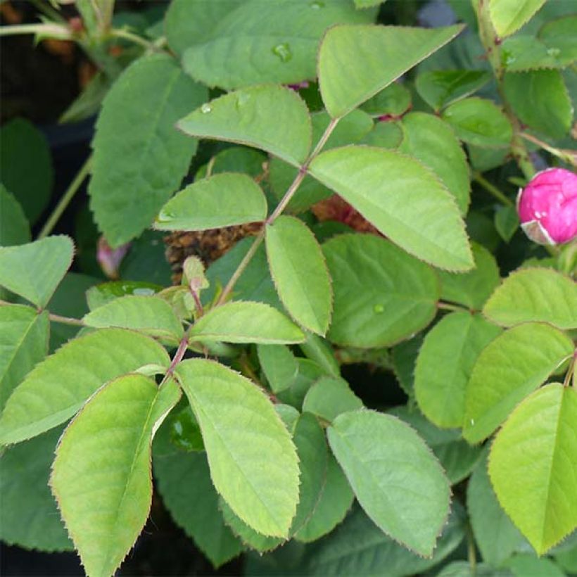 Rosa Rose de Rescht - Historische Rose (Laub)