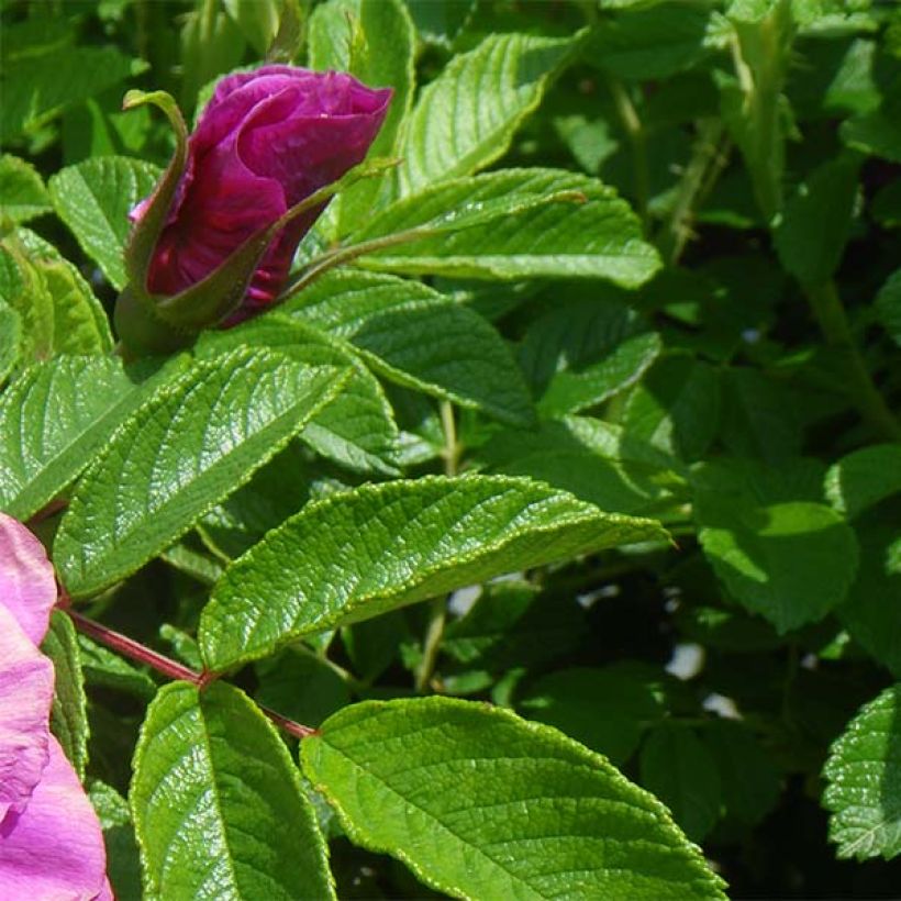 Rosa rugosa Roseraie de l'Haÿ - Apfelrose (Laub)