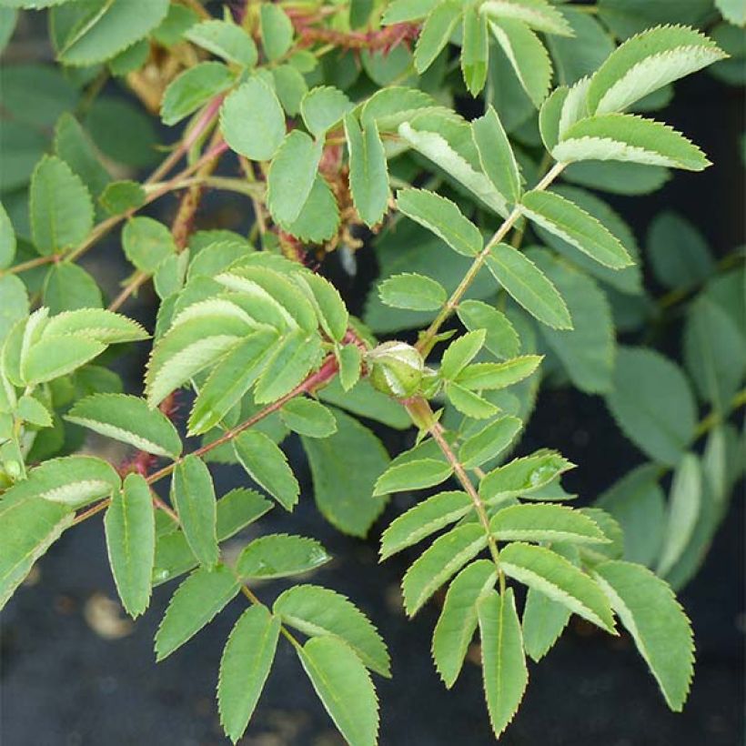 Rosa pimpinellifolia Stanwell Perpetual - Dünenrose (Laub)