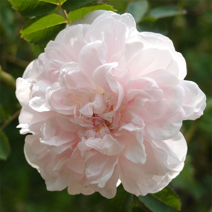 Rosa pimpinellifolia Stanwell Perpetual - Dünenrose (Blüte)