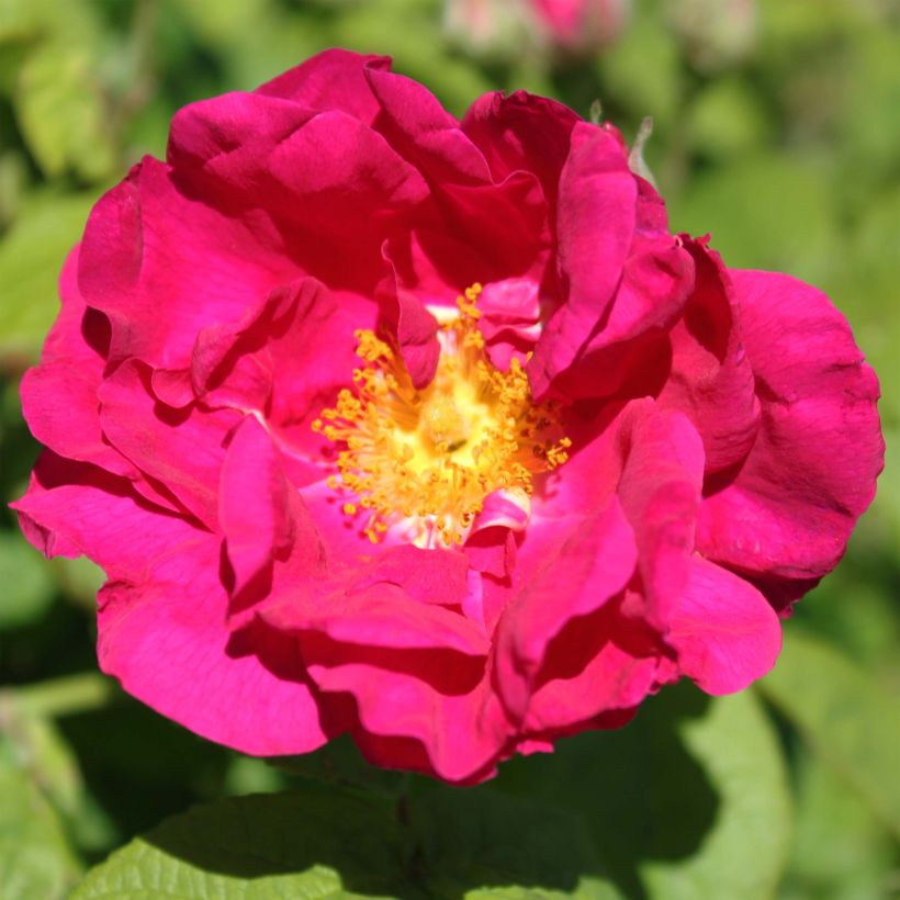 Rosa gallica Officinalis - Essig-Rose (Blüte)