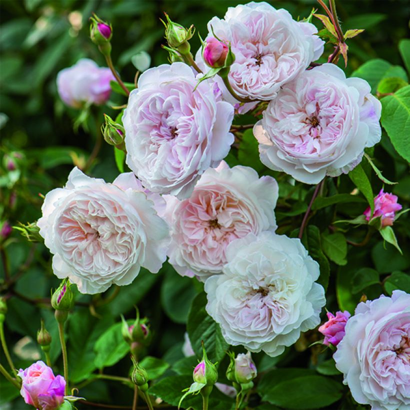 Rosa Albrighton Rambler - Austin Rambler-Rose (Blüte)