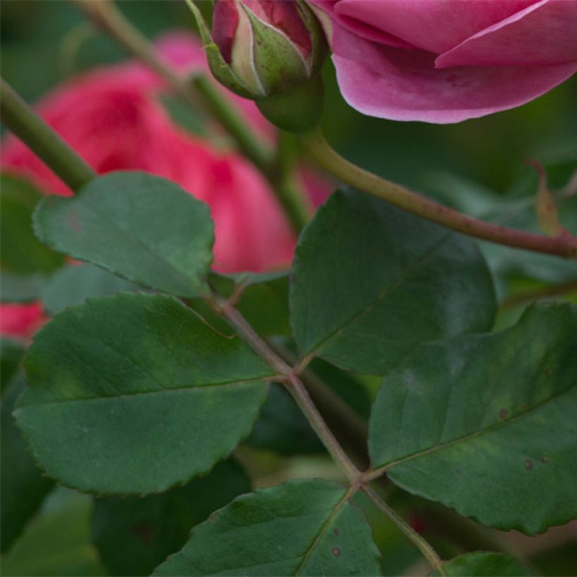 Rosa Boscobel - Englische Rose (Laub)