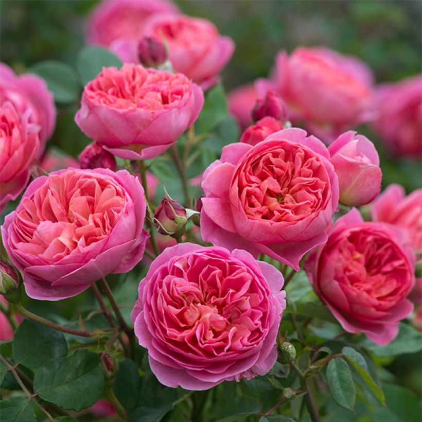 Rosa Boscobel - Englische Rose (Blüte)