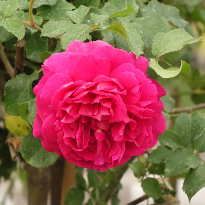 Rosa Gabriel Oak - David Austin Rose - Englische Rose (Blüte)