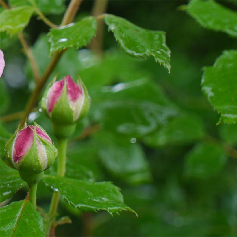 Rosa Jubilee Celebration - Englische Rose (Laub)