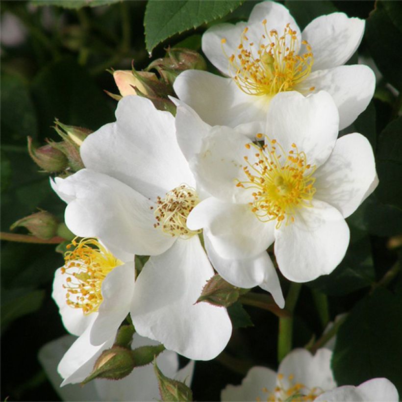 Rosa Kew Gardens - Englische Rose (Blüte)