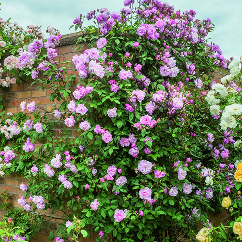 Rosa Mortimer Sackler climbing - Kletterrose (Hafen)