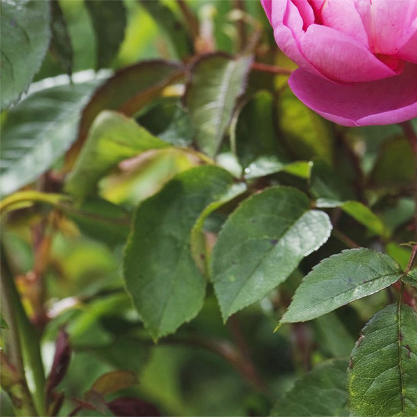 Rosa Royal Jubilee - Englische Rose (Laub)