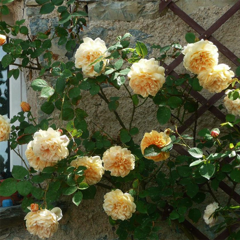 Rosa Teasing Georgia - Englische Rose (Hafen)