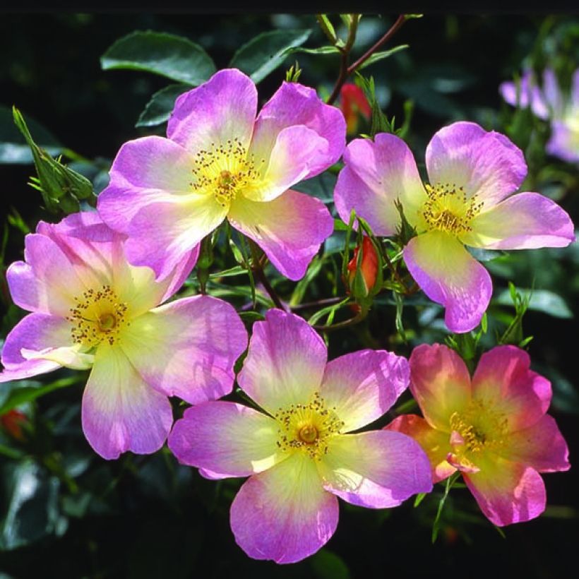 Rosa The Alexandra rose - Englische Rose (Blüte)