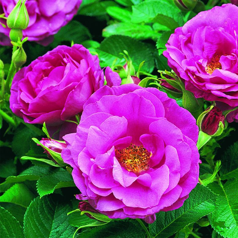 Rosa Wild Edric - Apfelrose (Blüte)