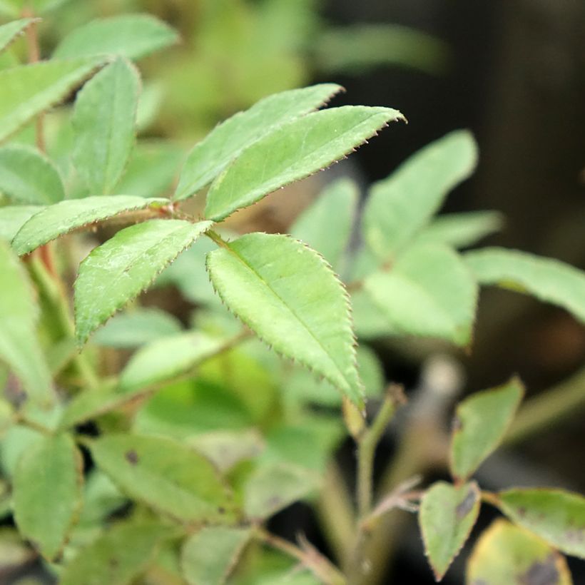 Rosa Allevia - Beetrose (Laub)