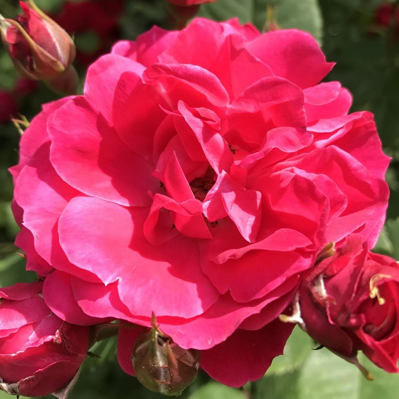 Rosa Cerise Bouquet - Strauchrose (Blüte)