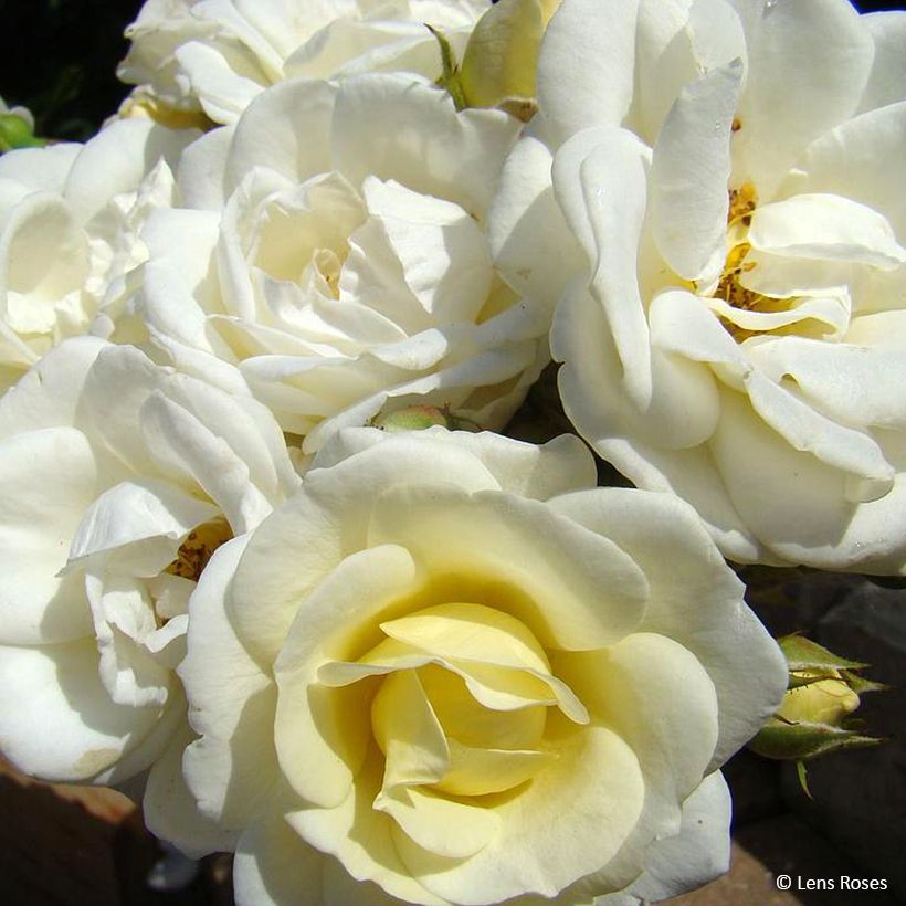 Rosa moschata Chateau de Munsbach - Moschus-Rose (Blüte)