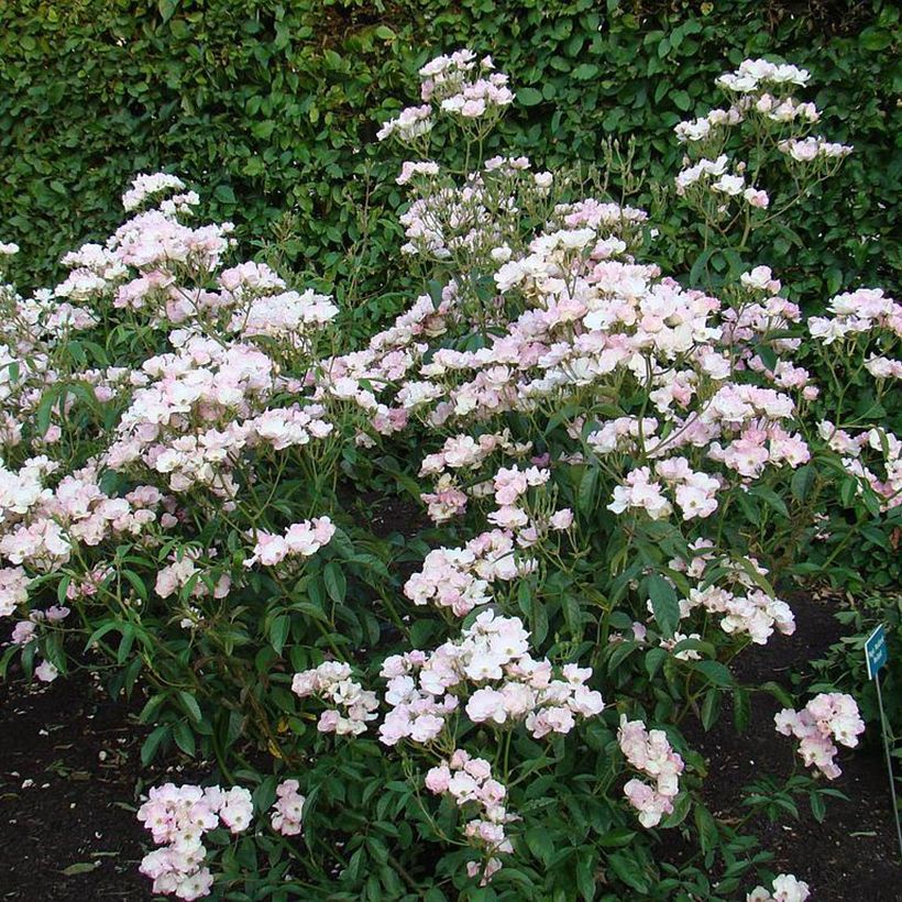 Rosa moschata Diamant Rose - Moschus-Rose (Hafen)