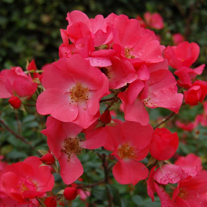 Rosa Stadt Hildesheim (Douceur Normande) - Strauchrose (Blüte)