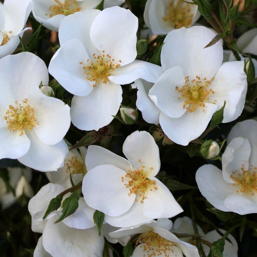 Rosa Escimo - Strauchrose (Blüte)