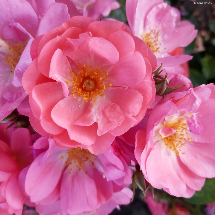 Rosa moschata Finn's Rose - Moschus-Rose (Blüte)