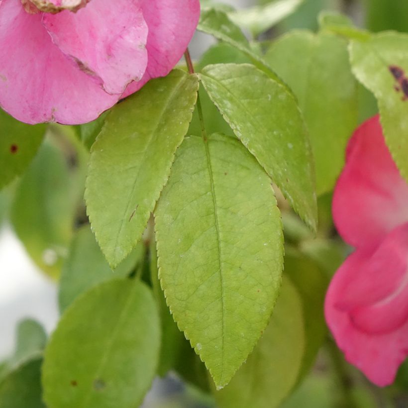 Rosa moschata Finn's Rose - Moschus-Rose (Laub)