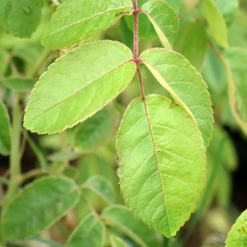 Rosa moschata Kathleen - Moschus-Rose (Laub)