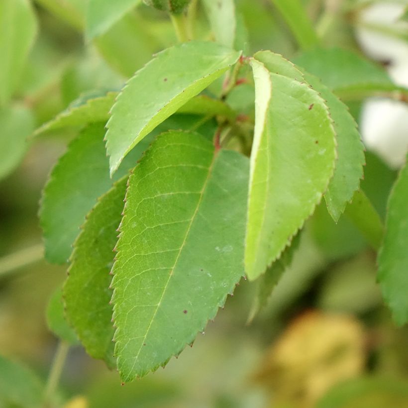 Rosa moschata La feuillerie - Moschus-Rose (Laub)