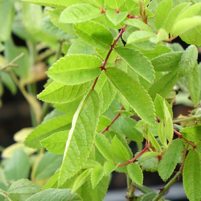 Rosa moschata Magie d'orient - Moschus-Rose (Laub)