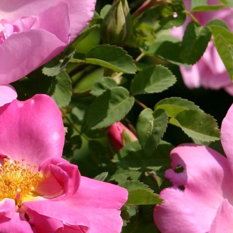 Rosa moyesii Marguerite Hilling - Historische Rose (Laub)