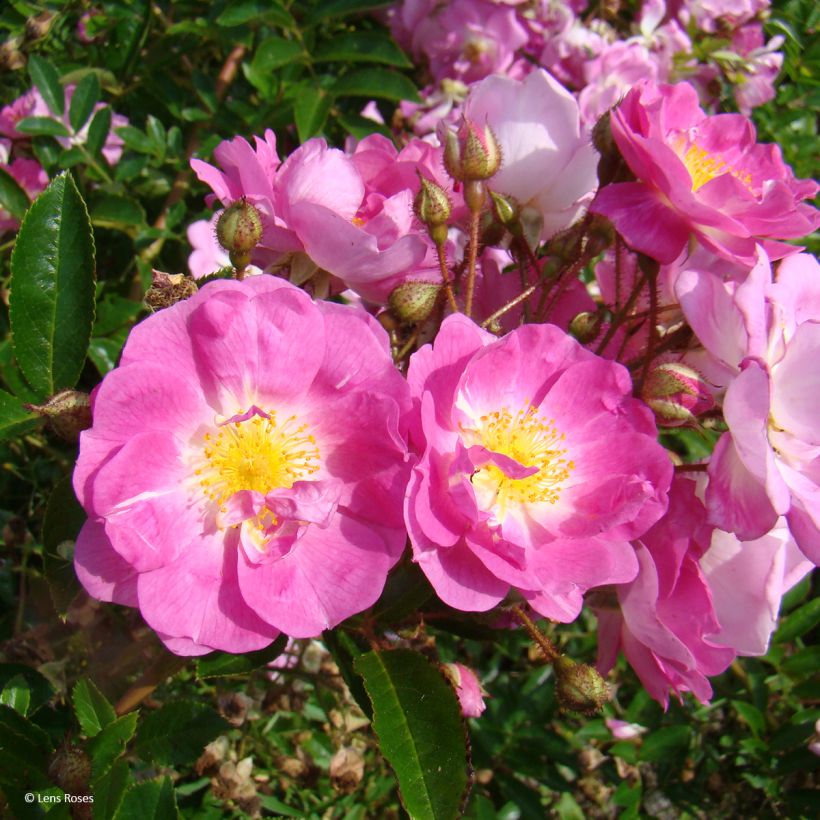 Rosa moschata Millie Fleur - Moschus-Rose (Blüte)