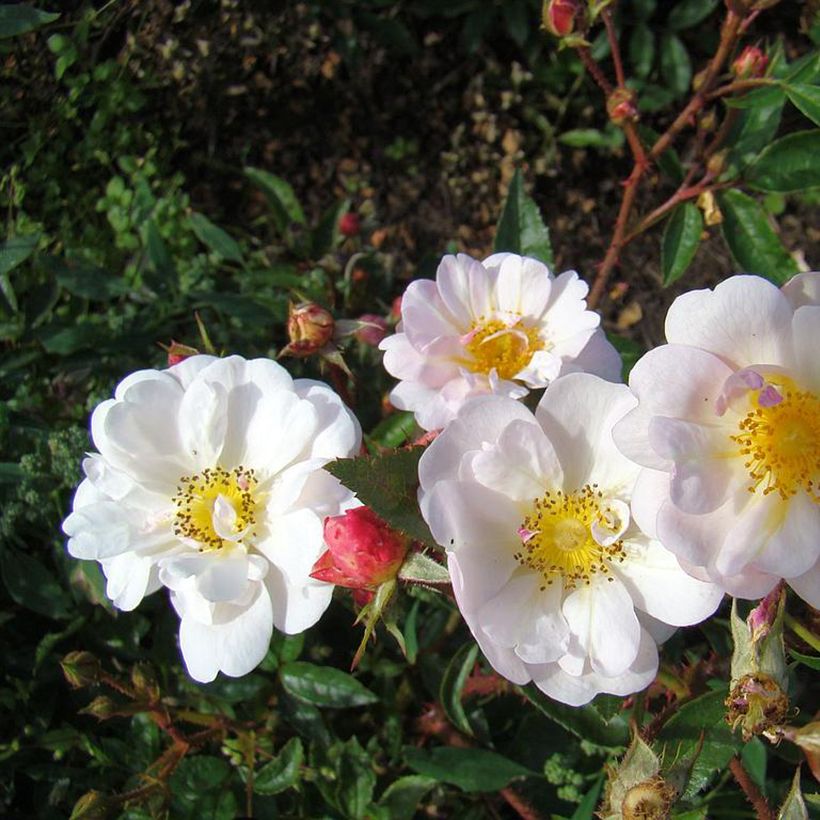 Rosa moschata Queen of the Musks - Moschus-Rose (Blüte)