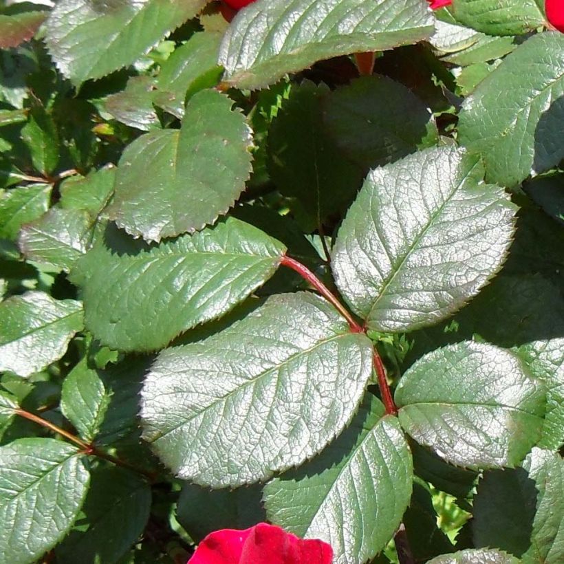 Rosa rugosa Robusta - Apfelrose (Laub)