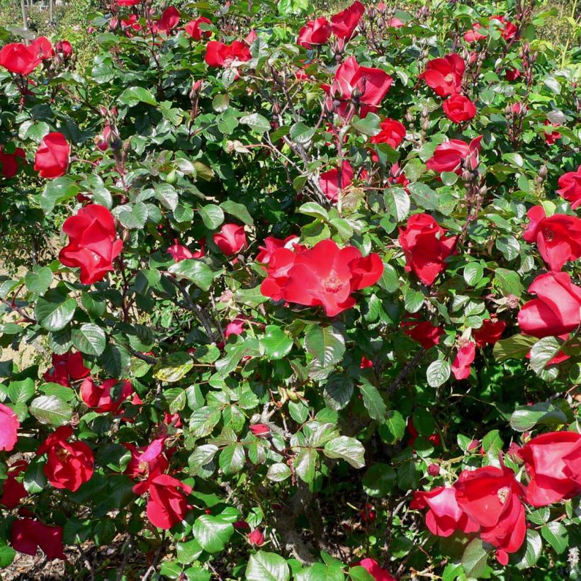 Rosa rugosa Robusta - Apfelrose (Blüte)