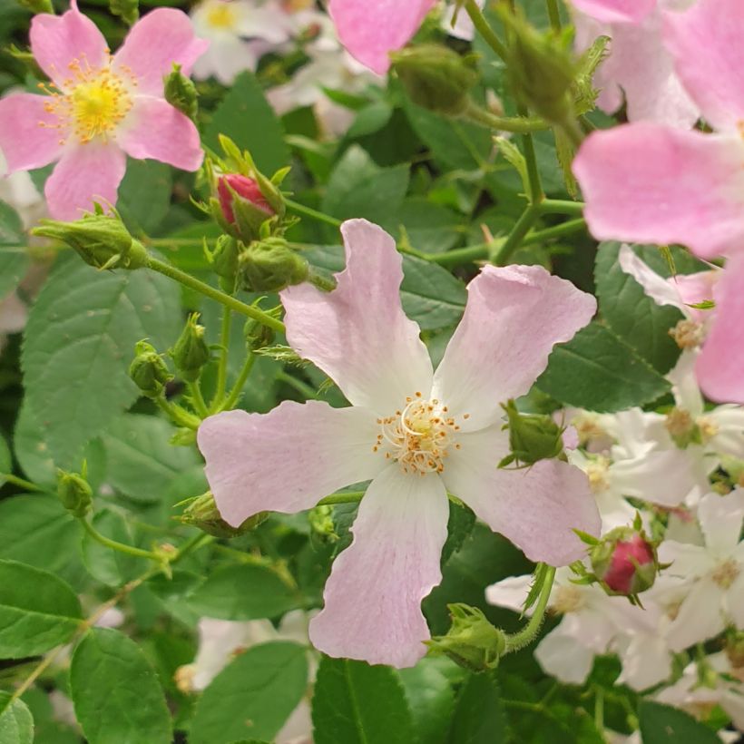 Rosa Rosy Boom Dynamic Hip Hop - Polyantha-Rose (Blüte)